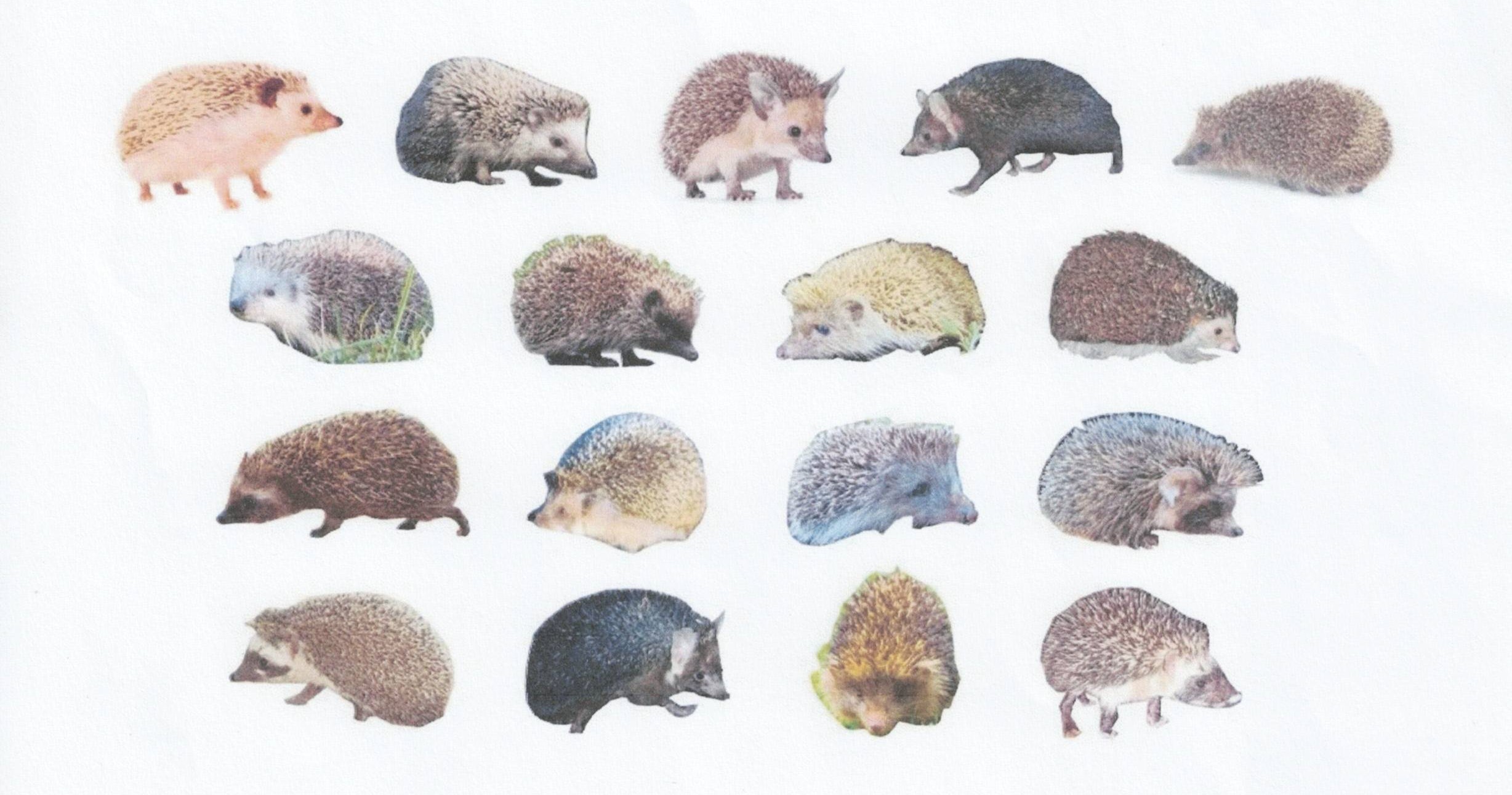 Wells and District Gardening Club - Outings, Meetings and Events